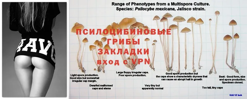 Галлюциногенные грибы Magic Shrooms  Кувандык 